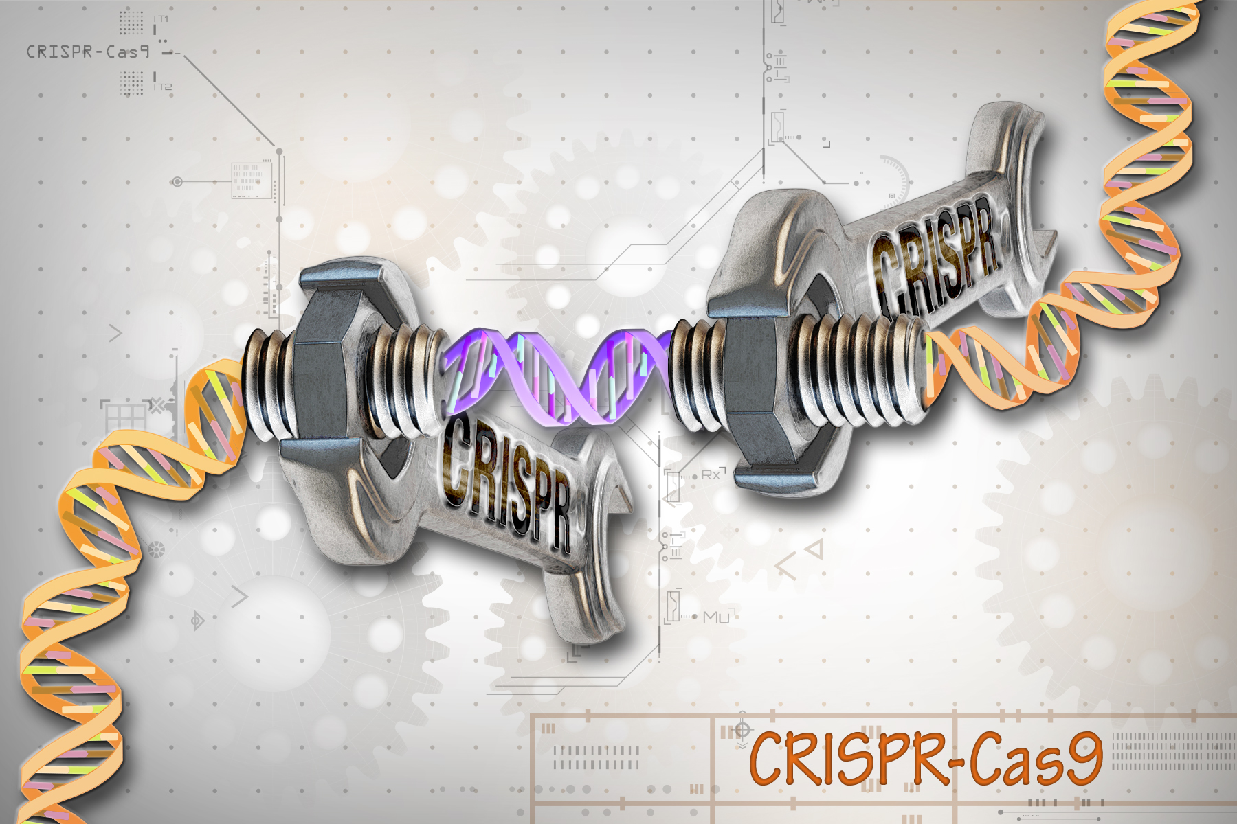 돼지 게놈을 수정하는 데 사용되는 CRISPR-Cas9 유전자 편집 기술