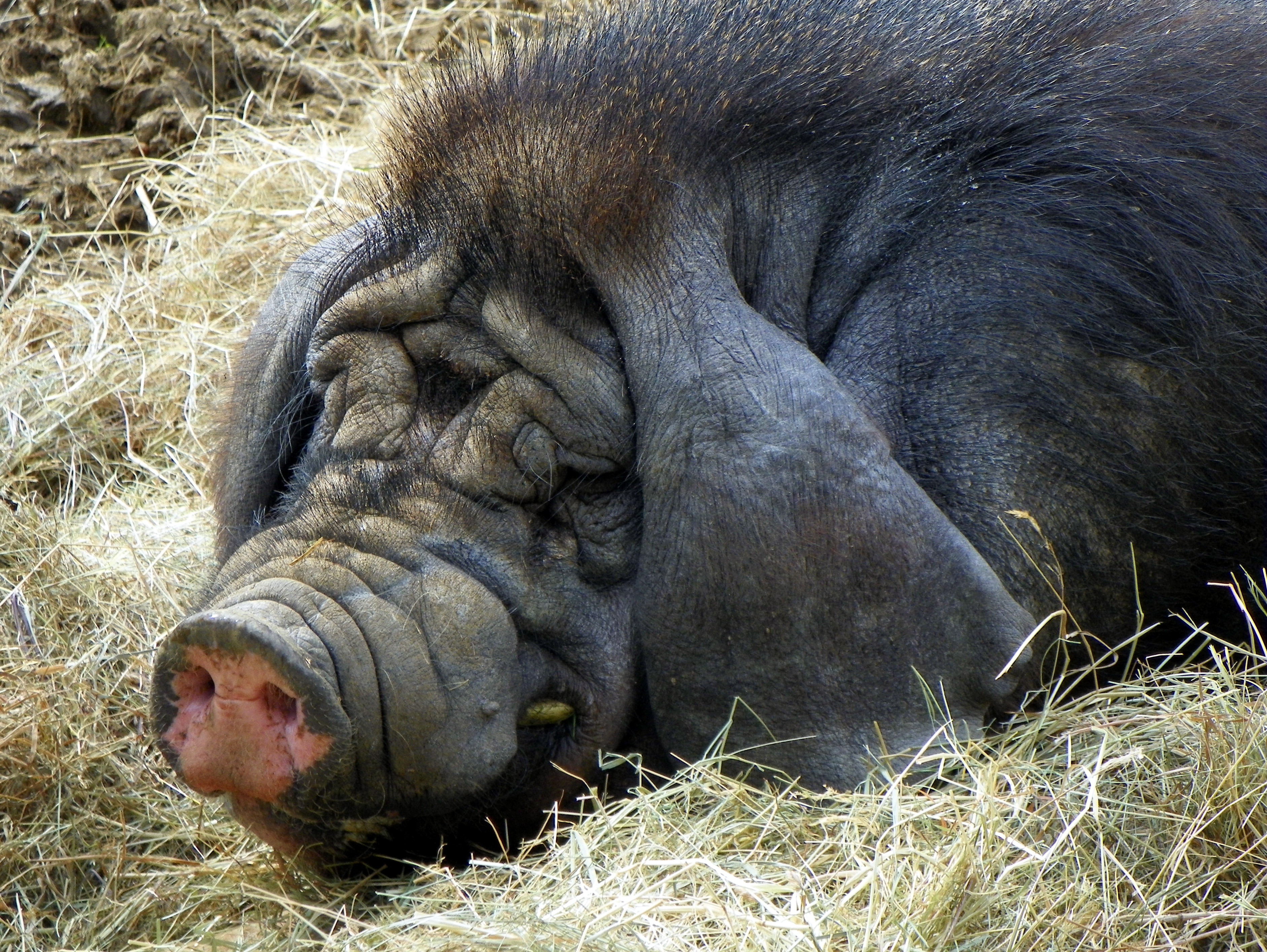 유전자 편집 이종 장기 이식 장기의 공급원——가축 돼지