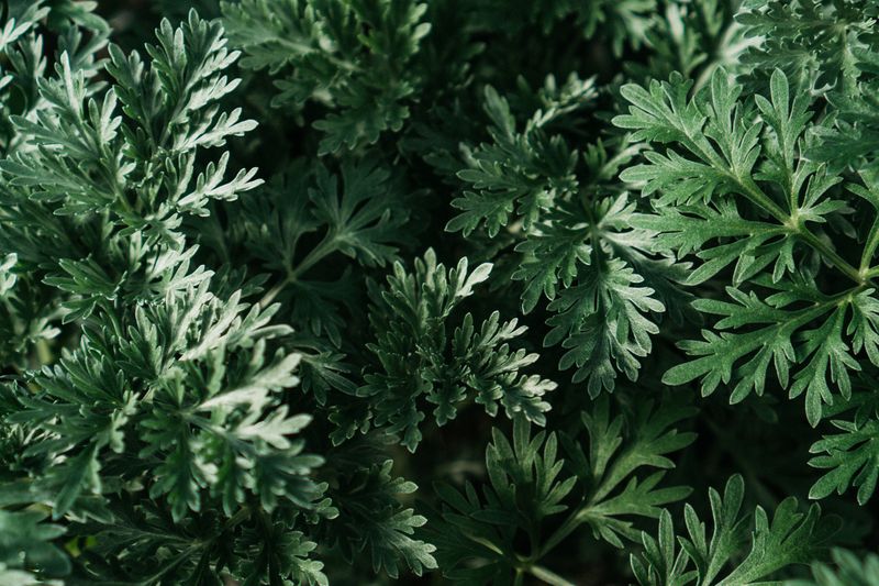 아르테미시닌의 원료인 Artemisia annua(쑥) 잎